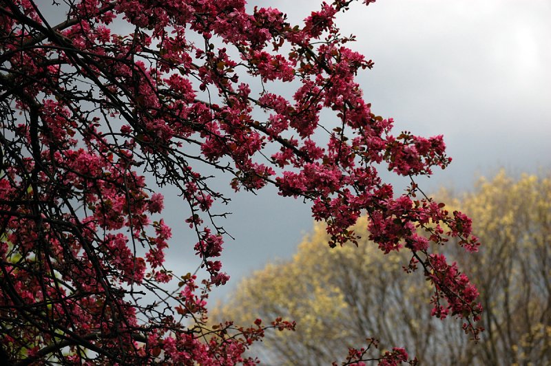 Joy in looking and comprehending is natures most beautiful gift.  --Albert Einstein