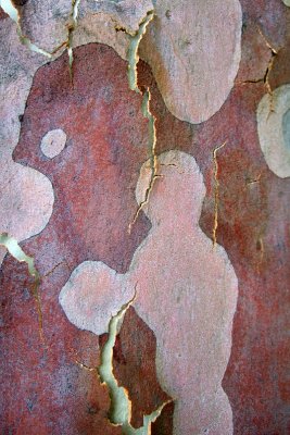 Pugilism on a Aussie gum tree