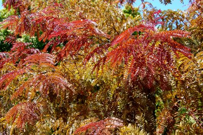 Autumn is a second spring when every leaf is a flower. -Albert Camus