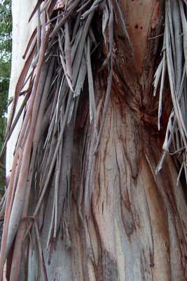 Stringy bark