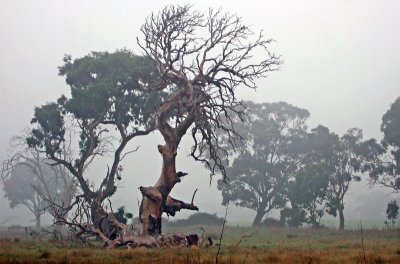 Trees can be contorted, bent in weird ways, and they're still beautiful. -Alice Walker 