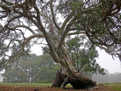 The tree which moves some to tears of joy ...