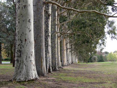 Trees are much like human beings and enjoy each other's company.  Only a few love to be alone.  -Jens Jensen