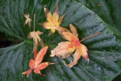 An Elephant's Ear collects some Japanese Maple leaves