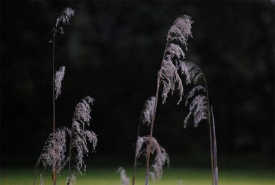 g1/56/398356/3/115878552.ddaQjZNq.jpg