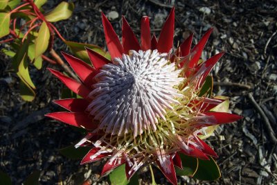 Protea catching a late winter sun