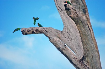 Lorikeets are so gregarious.