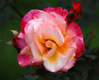 Beauty without virtue is like a rose without scent.