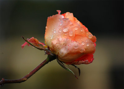 The rose that lives its little hour Is prized beyond the sculptured flower. - Bryant