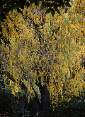 'Autumn walk free of charge color therapy.' haiku by mamasanta