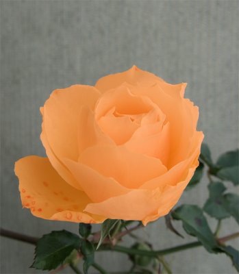 Thanks Marjan for giving the rose an Orange football glow.