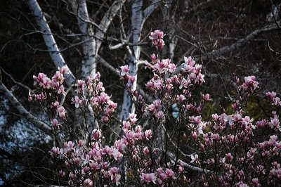 Spring is not far away.