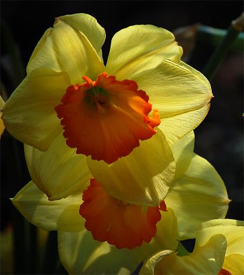 Gleaming daffodils, dancing in the bright sunlight, bringing me such joy . -Haiku by David