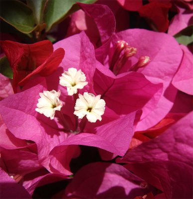 Happy greetings from a Bougainvillea 