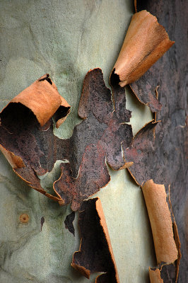 To live is so startling it leaves little time for anything else. -Emily Dickinson