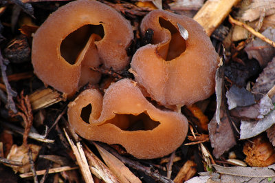 Aleuria aurantia often called the Orange Peel Fungus.