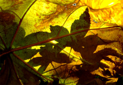The fall of a leaf is a whisper to the living. - Russian Proverb