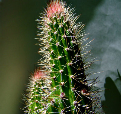 The world is full of cactus, but we don't have to sit on it.   -Will Foley