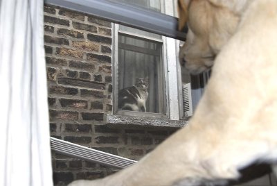 Montana meets the neighbors cat