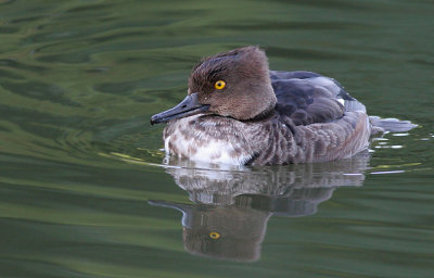 hooded merganser 243