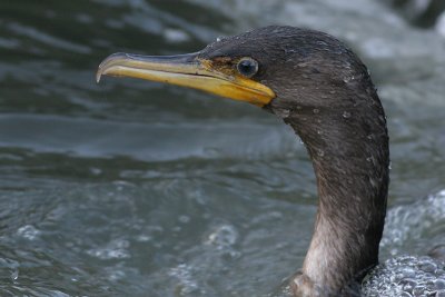 cormorant 87