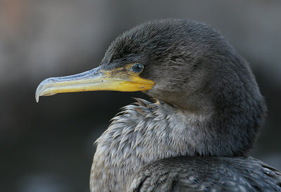 cormorant 89