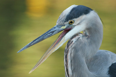 great blue heron 374