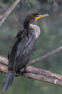 cormorant 94