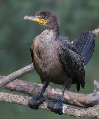 cormorant 95