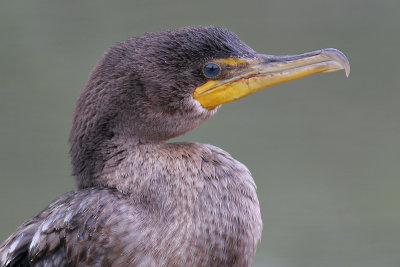 cormorant 99