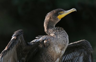 Double-breasted Cormorant