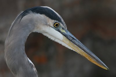 great blue heron 375