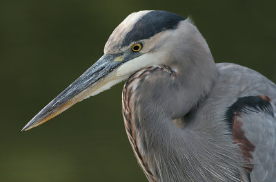 great blue heron 377