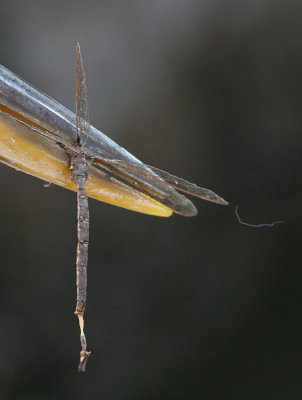 great blue heron and dragonfly 2