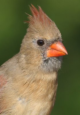 cardinal 270