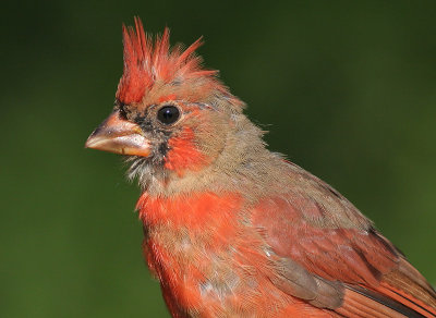 cardinal 273