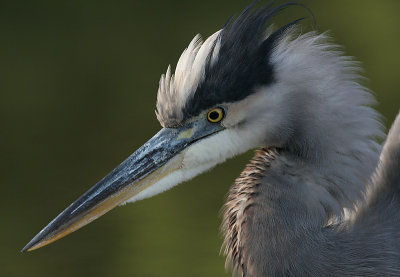 great blue heron 383