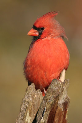 cardinal 276