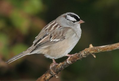 white-crowned sparrow 10