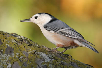 white-breasted nuthatch 213
