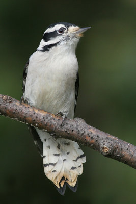 downy woodpecker 468