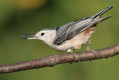 white-breasted nuthatch 217