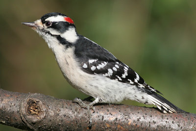downy woodpecker 269