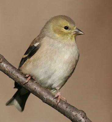 goldfinch 32