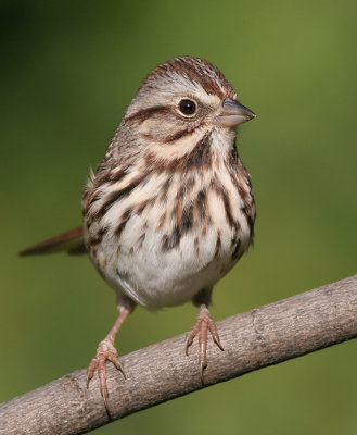 song sparrow 71