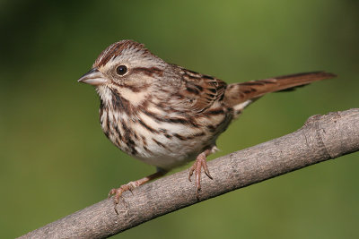 song sparrow 72