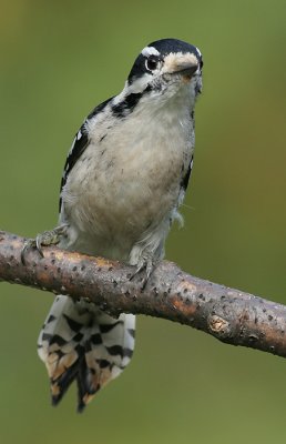 downy woodpecker 270