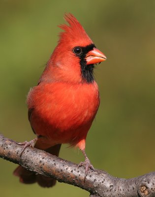 cardinal 282