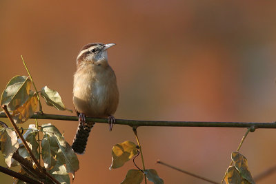 carolina wren 10