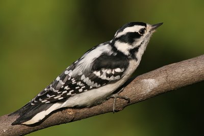 downy woodpecker 272